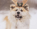 Собаки в Москве: Длинношерстный акита ину Гинтоки в дар Мальчик, Бесплатно - фото 1