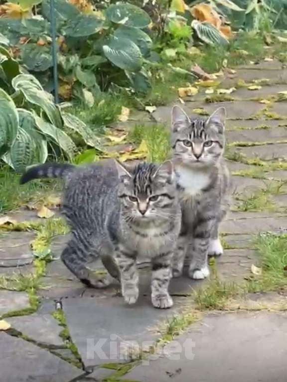 Кошки в других городах Московской области: Ласковых котят в любящую семью Девочка, Бесплатно - фото 1