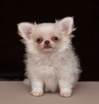 Щенки чихуахуа