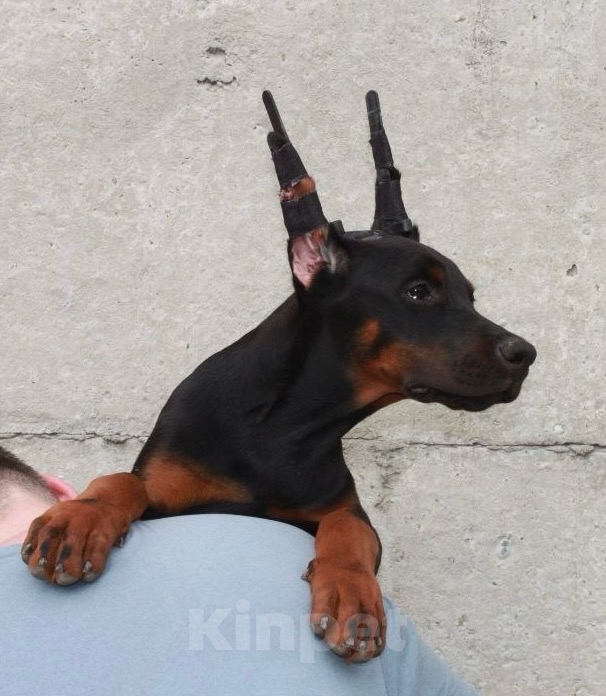 Собаки в Чехове: Великолепная, купированная девочка добермана Девочка, 90 000 руб. - фото 7