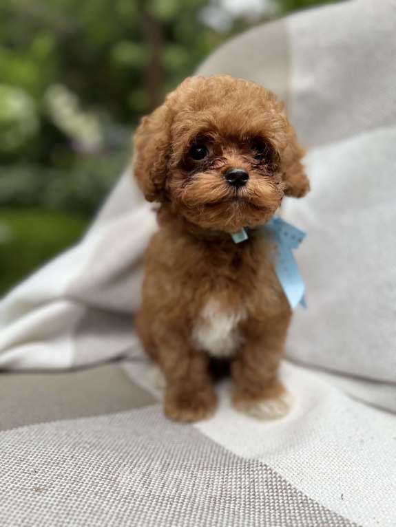 Собаки в Москве: Щенки мальтипу Мальчик, 220 000 руб. - фото 3