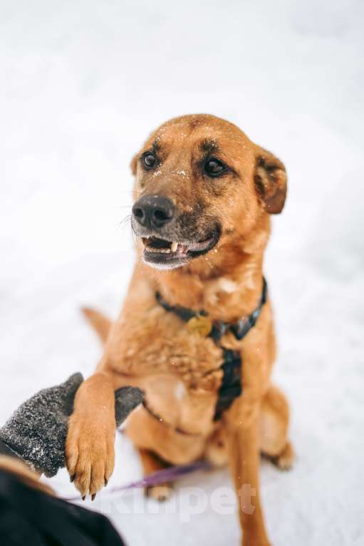 Собаки в Москве: Чанго ищет дом Мальчик, Бесплатно - фото 4