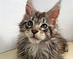 Кошки в Ачинске: Котята Мейн-Кун Мальчик, 45 000 руб. - фото 1