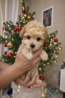 Щенок мальтипу ф1 мини девочка