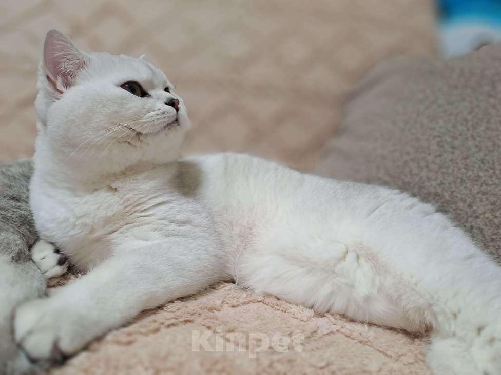 Кошки в Сочи: Шотландский кот Серебристая Шиншилла  Мальчик, 5 000 руб. - фото 3