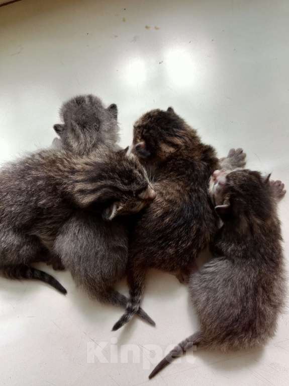 Кошки в Уфе: Котики родились 28.06 Мальчик, Бесплатно - фото 2