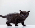 Кошки в Москве: Котенок Наоми ищет дом  Девочка, Бесплатно - фото 3