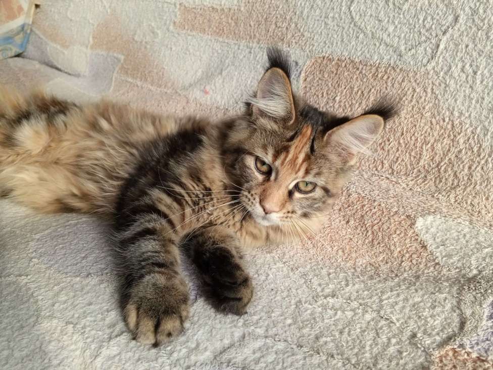 Кошки в Москве: Продажа котёнка Мэйн-Кун Девочка, 100 000 руб. - фото 1