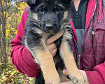 Собаки в Нижнем Новгороде: Щенки немецкой овчарки Девочка, Бесплатно - фото 2