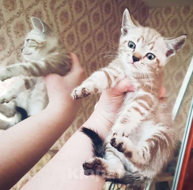 Кошки в Туле: Снежный мальчик Мальчик, 7 000 руб. - фото 3