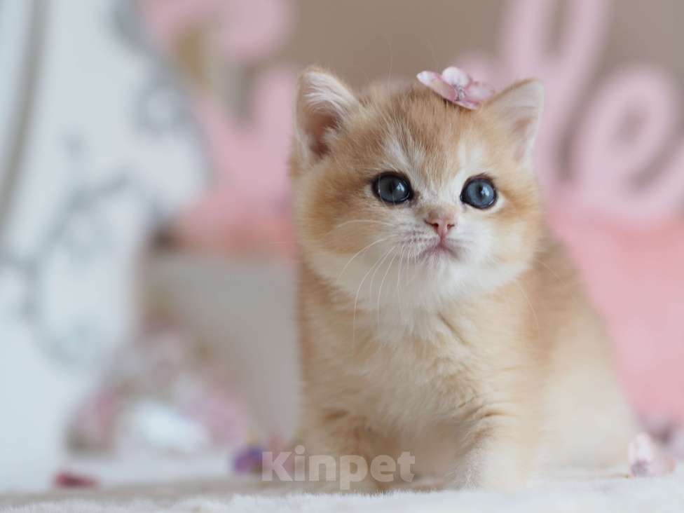 Кошки в Москве: Британская девочка Шелби Девочка, 150 000 руб. - фото 5