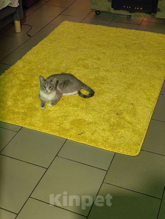 Кошки в Новокузнецке: Отдам в добрые руки Мальчик, Бесплатно - фото 2