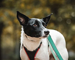 Собаки в Москве: робкая Грея ждет в приюте Девочка, Бесплатно - фото 3