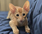 Кошки в Санкт-Петербурге: Ориентальный котёнок Разнополые, 30 000 руб. - фото 2