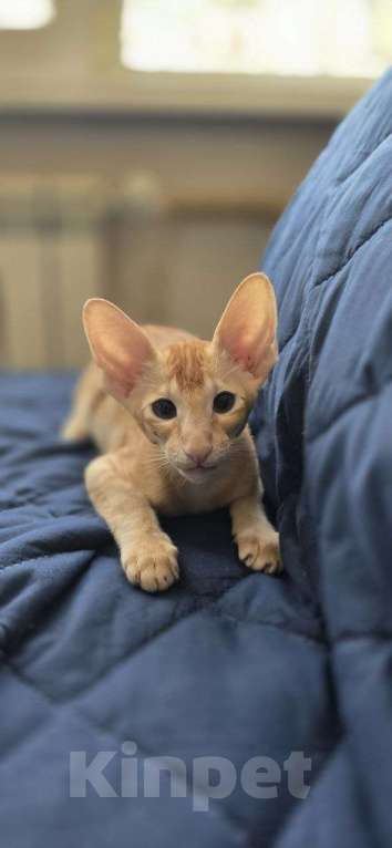 Кошки в Санкт-Петербурге: Ориентальный котёнок Разнополые, 30 000 руб. - фото 2