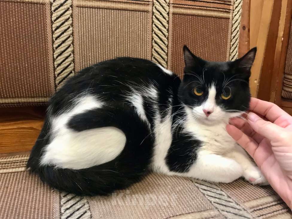 Кошки в Санкт-Петербурге: Клякса Девочка, Бесплатно - фото 4