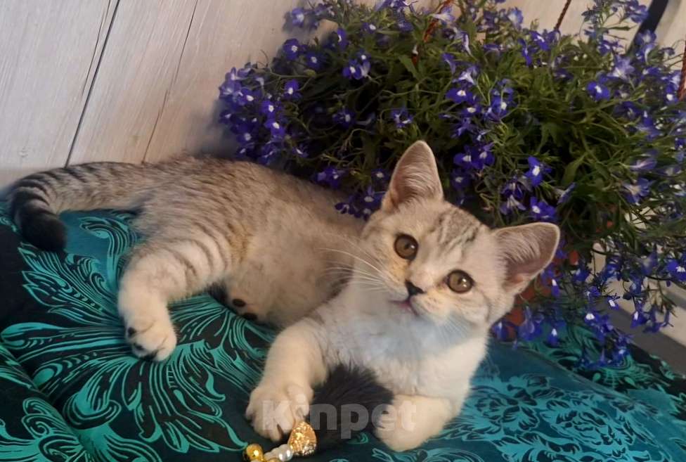 Кошки в Барнауле: Чистокровные шотландские котята Девочка, 15 000 руб. - фото 3