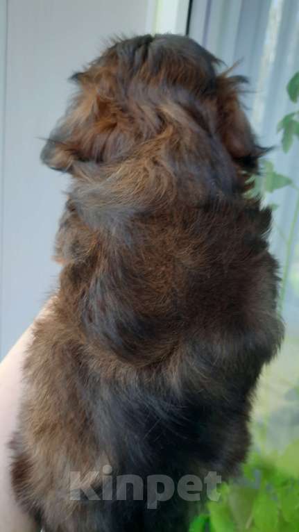 Собаки в Санкт-Петербурге: Щенок Петербургской Орхидеи Мальчик, 50 000 руб. - фото 5