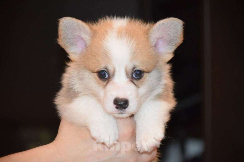 Собаки в Краснодаре: Корги Девочка, 65 000 руб. - фото 5