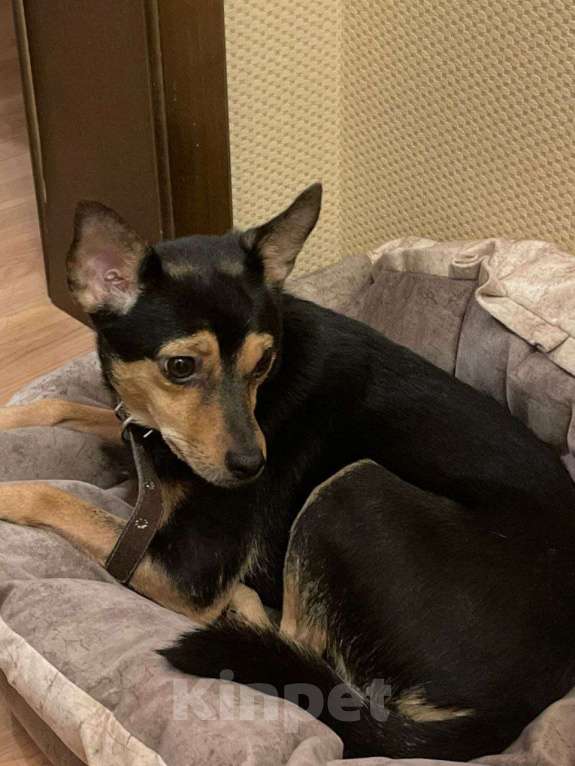 Собаки в Старом Купавне: Маленькие собачки ищут дом Мальчик, Бесплатно - фото 3