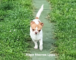 Собаки в Санкт-Петербурге: Милейший чихуахуа белый с рыжими пятнами Мальчик, 25 000 руб. - фото 2