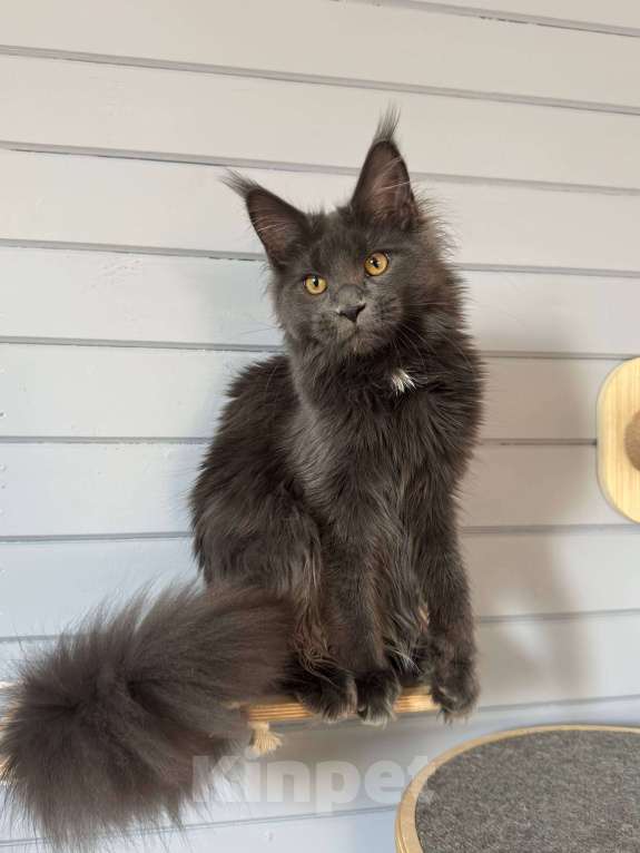 Кошки в Москве: Мейн-кун котёнок Девочка, 35 000 руб. - фото 4