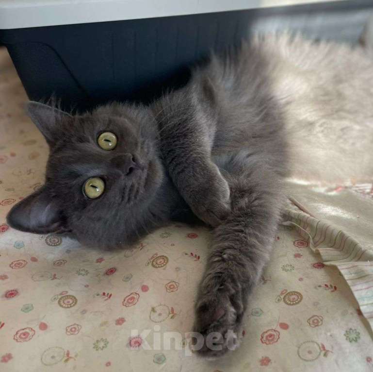 Кошки в Москве: Котенок нибелунг в добрые руки! Мальчик, Бесплатно - фото 5