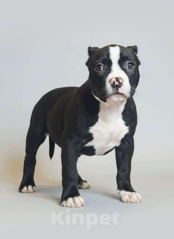 Собаки в других городах Московской области: Американский Булли Мальчик, 70 000 руб. - фото 1