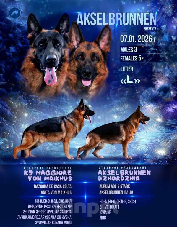 Собаки в Хабаровске: Щенки немецкой овчарки  Мальчик, 45 000 руб. - фото 1