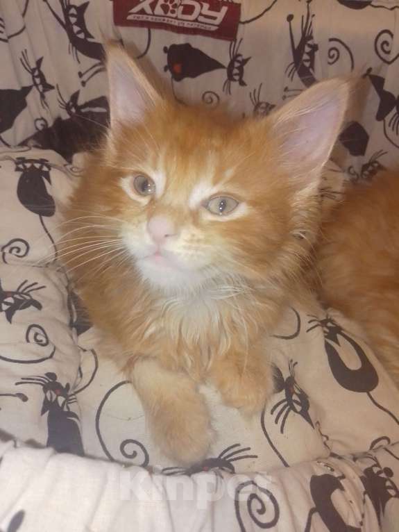 Кошки в Астрахани: Мейн-куны Разнополые, 12 000 руб. - фото 3