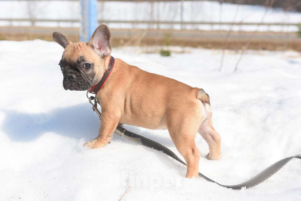 Собаки в Москве: Девочка палевая Девочка, 40 000 руб. - фото 4