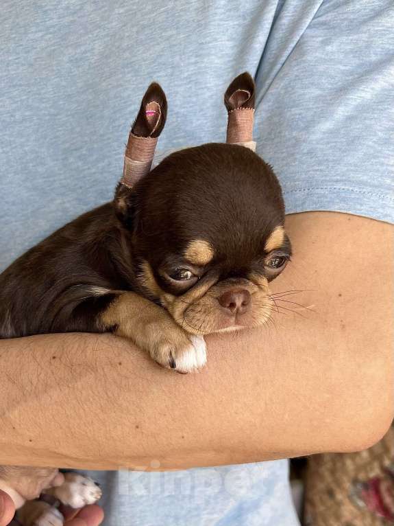 Собаки в Москве: Мальчик чихуахуа Мальчик, Бесплатно - фото 2