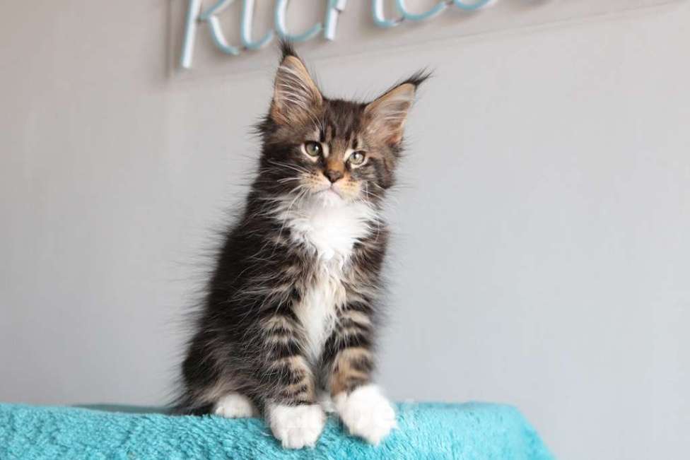 Кошки в Екатеринбурге: Котенок мейнкун из питомника РИЧКУН - Arhip Мальчик, 45 000 руб. - фото 6