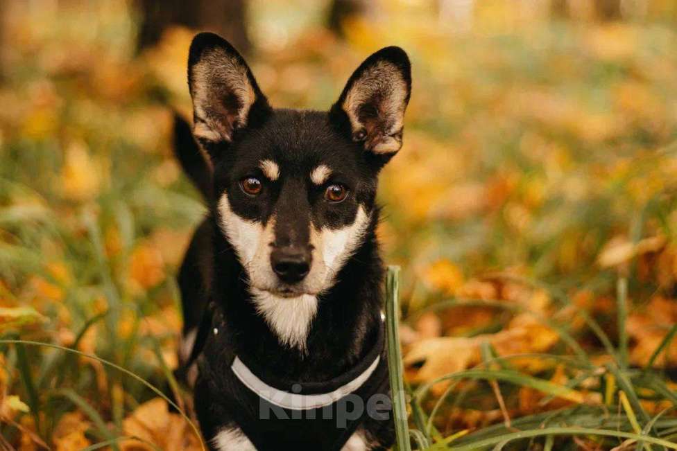 Собаки в Москве: Ричард ищет дом Мальчик, Бесплатно - фото 6