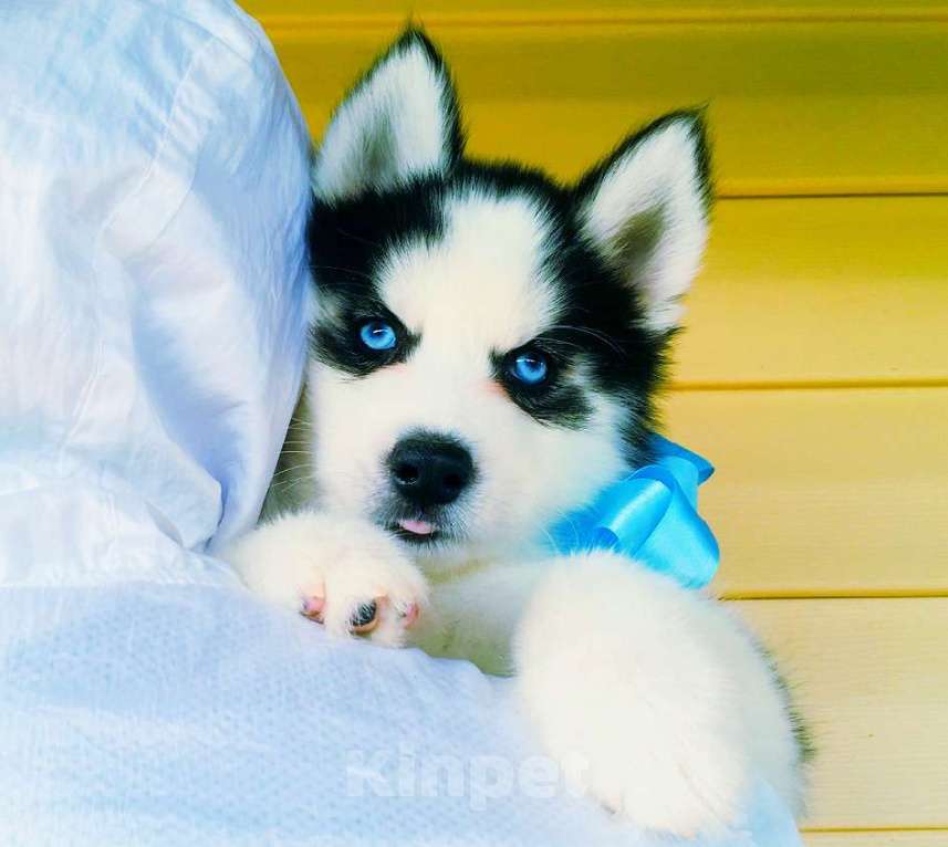 Собаки в Тутаеве: Хаски Щенки Разных окрасов Разнополые, Бесплатно - фото 1
