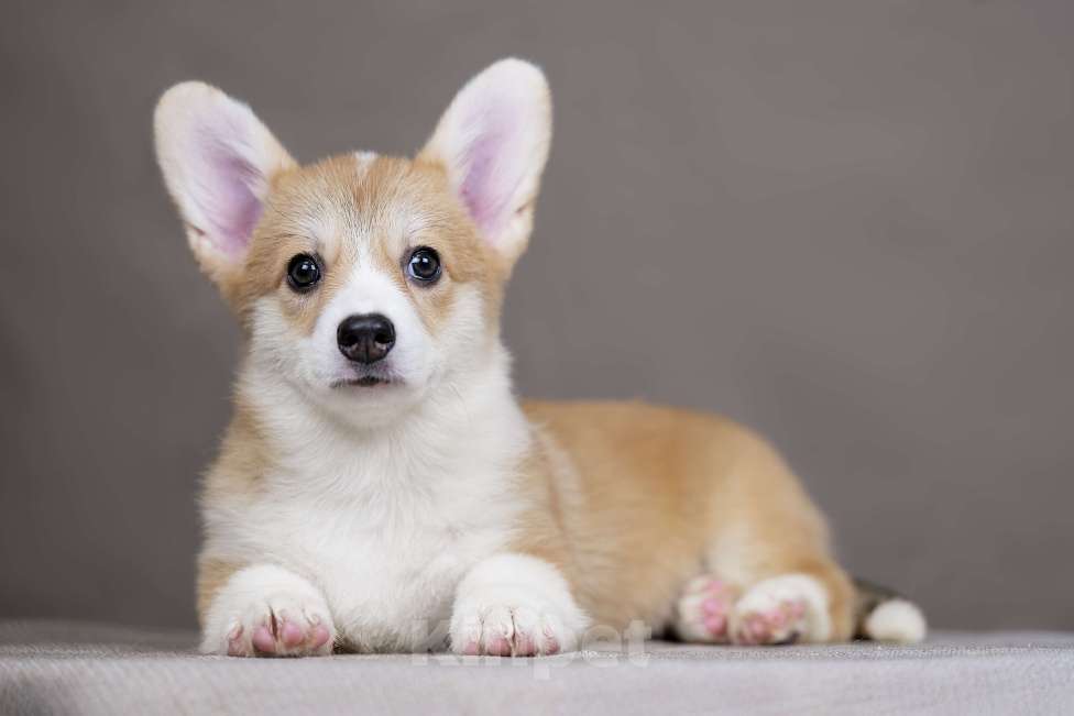 Собаки в Перми: Щенки вельш корги пемброк девочки Девочка, 40 000 руб. - фото 4