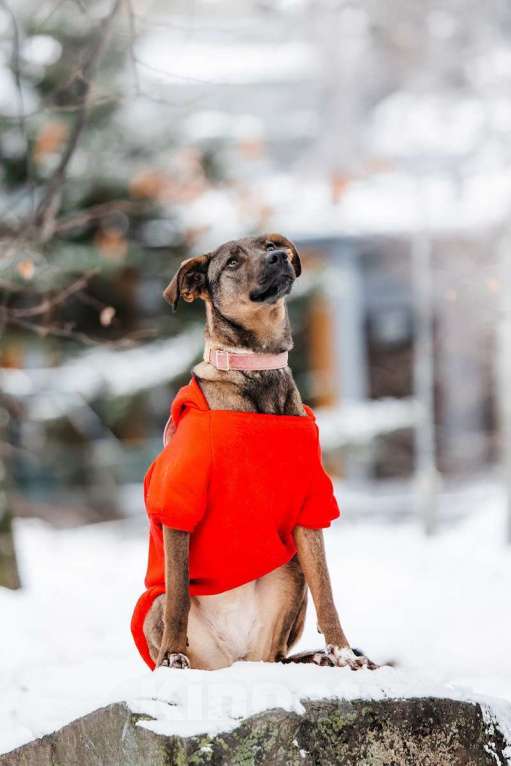 Собаки в Москве: Стася ищет дом — и сердце, в котором она снова будет нужной. Девочка, Бесплатно - фото 2