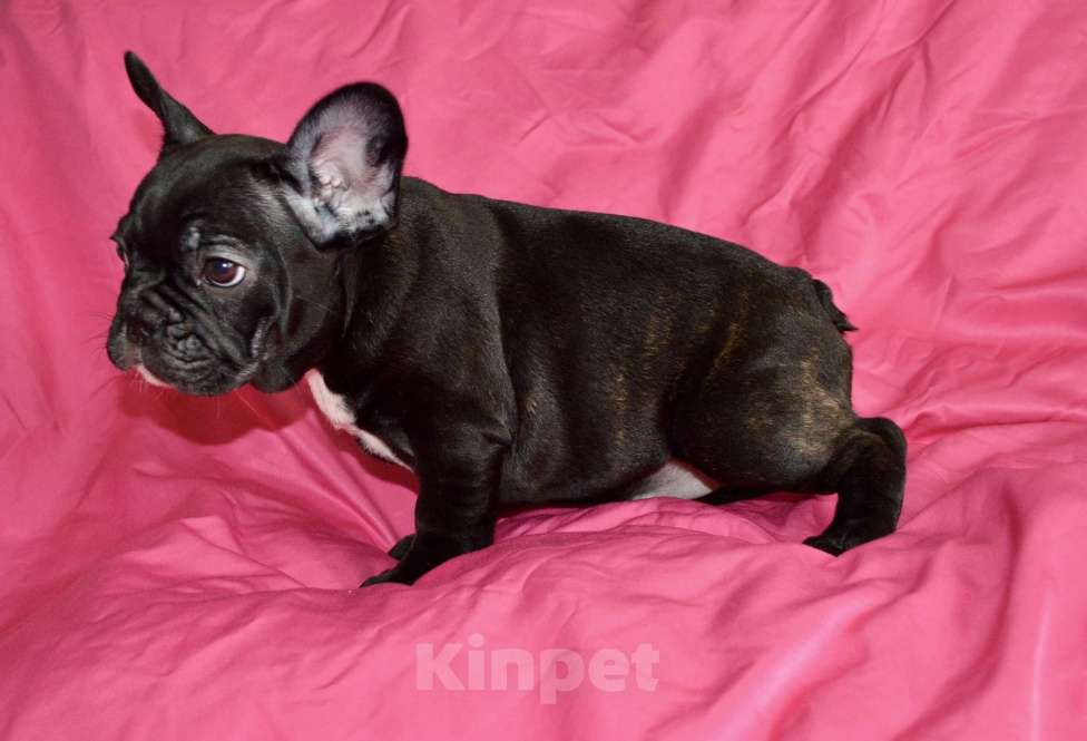 Собаки в Самаре: Щенок французского бульдога  Девочка, 35 000 руб. - фото 2