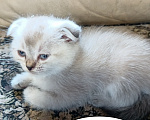 Кошки в Санкт-Петербурге: Шотландский котенок скоттиш-фолд Мальчик, 15 000 руб. - фото 1