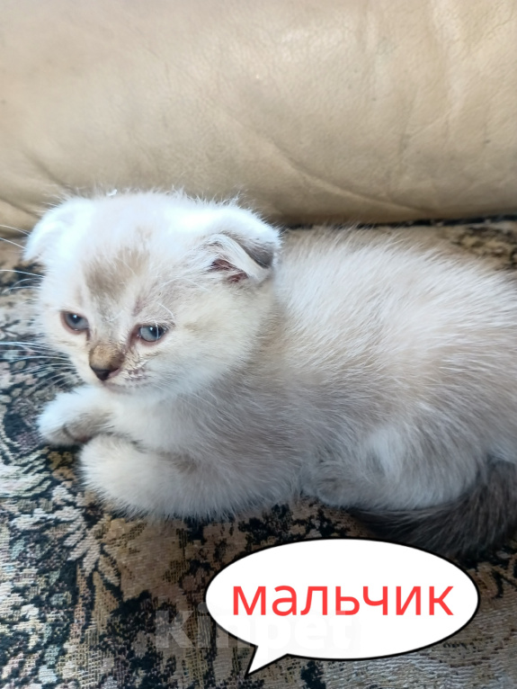 Кошки в Санкт-Петербурге: Шотландский котенок скоттиш-фолд Мальчик, 15 000 руб. - фото 1