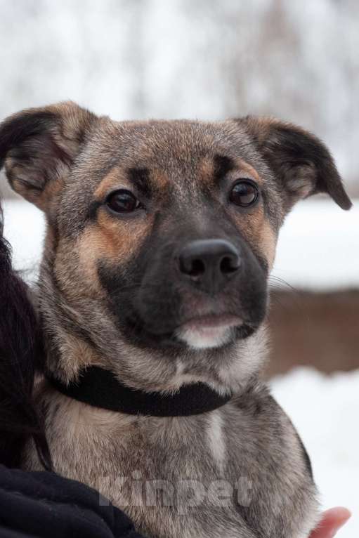 Собаки в Ногинске: Щенок ищет дом Девочка, Бесплатно - фото 4