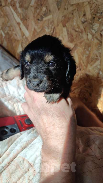 Собаки в других городах Рязанской области: Щенки дорки Мальчик, 3 000 руб. - фото 2