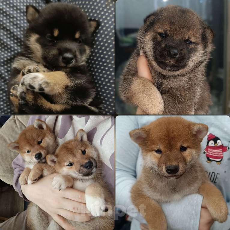 Собаки в Санкт-Петербурге: Щенки сиба Мальчик, Бесплатно - фото 1