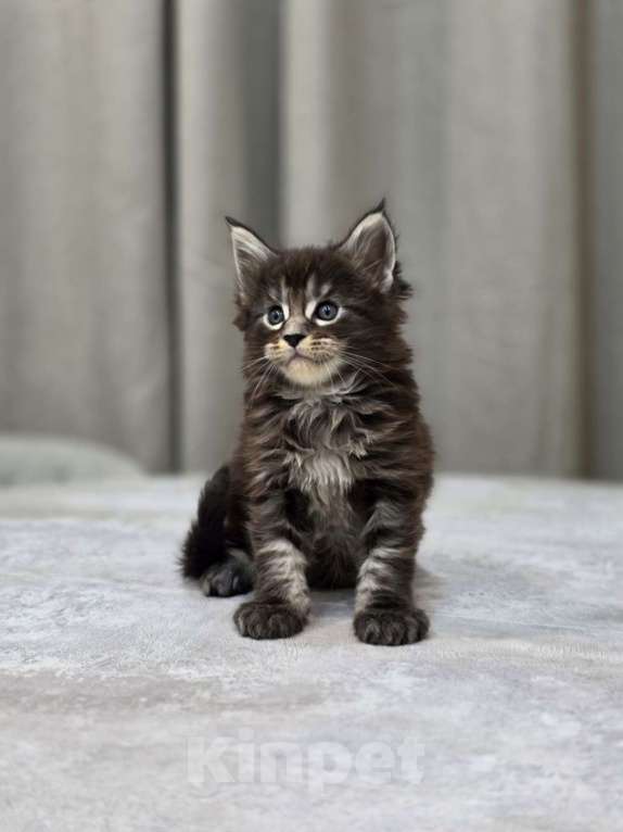 Кошки в Москве: Мальчик 2 помет D Мальчик, 65 000 руб. - фото 7