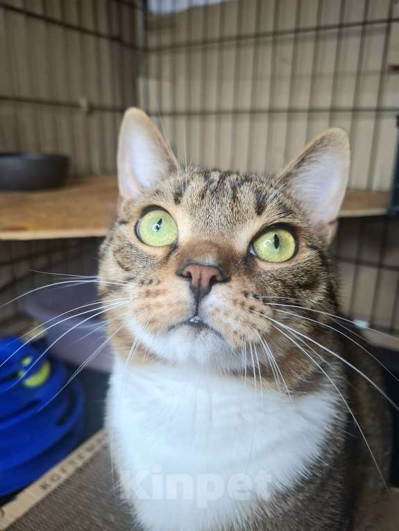 Кошки в Москве: Бруни едет на выставку-пристройство WOOF в Москву  Мальчик, Бесплатно - фото 1