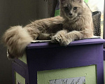 Кошки в Болхове: Мейнкун Чистокровные Котята, 11 000 руб. - фото 3