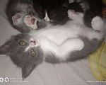 Кошки в Болхове: Шотландские котята, 500 руб. - фото 4