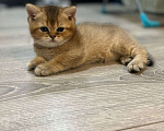 Кошки в Красногорске: Шотландские котята золотая шиншилла  Мальчик, 12 000 руб. - фото 2