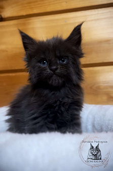 Котик голубой солид