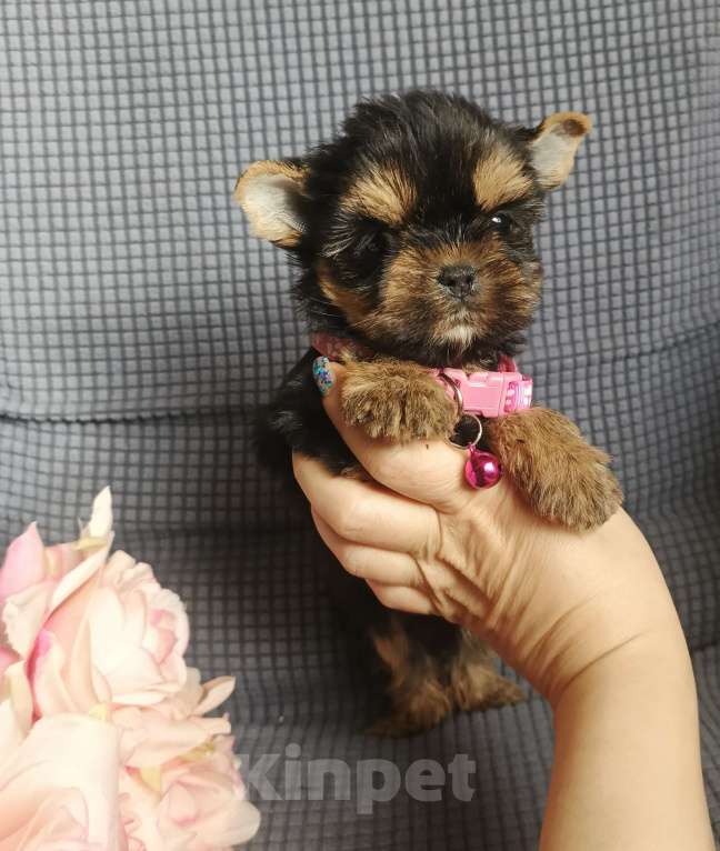 Собаки в Москве: Девочка йоркширский терьер Девочка, 45 000 руб. - фото 4